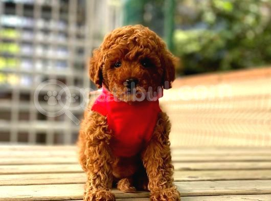 Toy Poodle Yavruları Puppy Dp Ücretsiz Teslimat