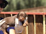 Irk Ve Sağlık Garantili Kızıl Doberman Yavruları
