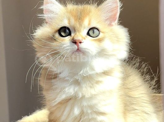 Şampiyon Genlere Sahip Golden Erkek görsel