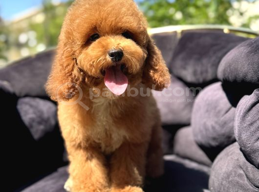 Mi̇nyatür Labradoodle A Kali̇te Bebeği̇mi̇z Aşili