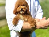 Mi̇nyatür Labradoodle A Kali̇te Bebeği̇mi̇z Aşili