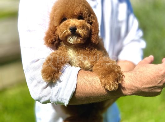 Mi̇nyatür Labradoodle A Kali̇te Bebeği̇mi̇z Aşili görsel