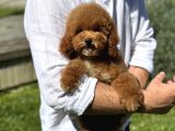 Mi̇nyatür Labradoodle A Kali̇te Bebeği̇mi̇z Aşili