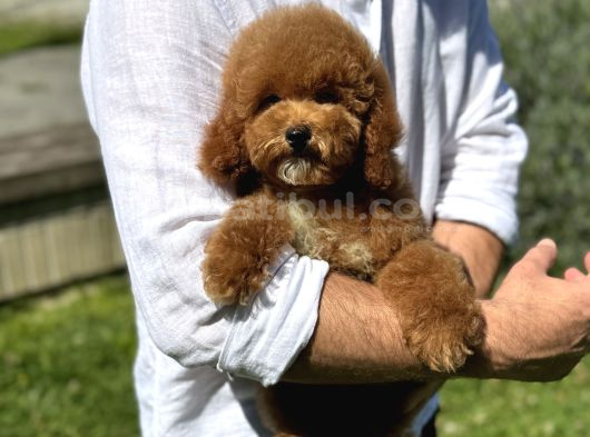 Mi̇nyatür Labradoodle A Kali̇te Bebeği̇mi̇z Aşili görsel