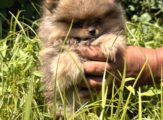 Yumuşacik Safkan Pomerani̇an Boo