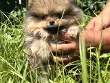 Yumuşacik Safkan Pomerani̇an Boo
