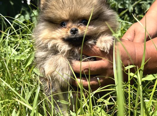 Yumuşacik Safkan Pomerani̇an Boo görsel