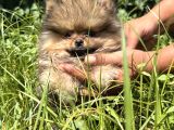 Yumuşacik Safkan Pomerani̇an Boo