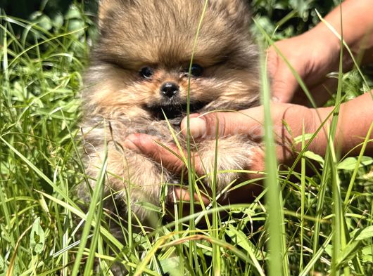 Yumuşacik Safkan Pomerani̇an Boo görsel