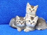 Golden Taby Ve Black Golden Yavrular Tesli̇me Hazirdir