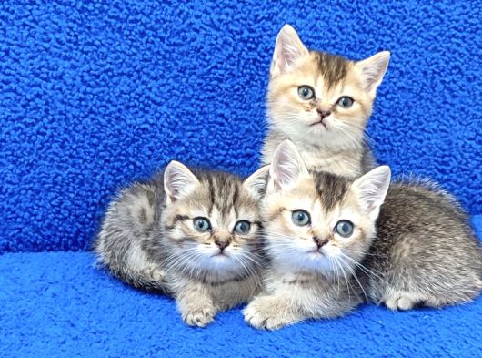 Golden Taby Ve Black Golden Yavrular Tesli̇me Hazirdir görsel
