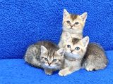 Golden Taby Ve Black Golden Yavrular Tesli̇me Hazirdir