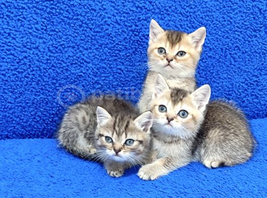 Golden Taby Ve Black Golden Yavrular Tesli̇me Hazirdir görsel