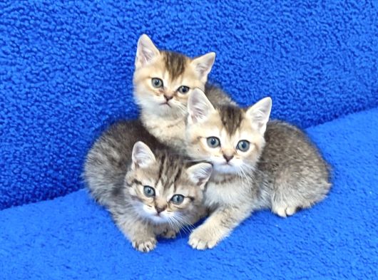 Golden Taby Ve Black Golden Yavrular Tesli̇me Hazirdir görsel