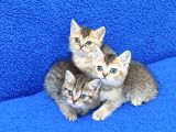 Golden Taby Ve Black Golden Yavrular Tesli̇me Hazirdir