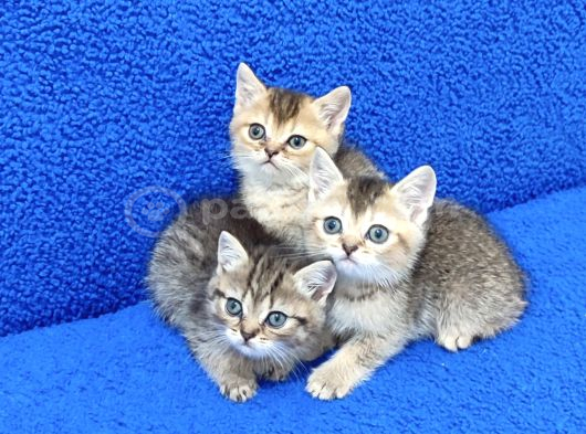 Golden Taby Ve Black Golden Yavrular Tesli̇me Hazirdir görsel