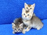 Golden Taby Ve Black Golden Yavrular Tesli̇me Hazirdir