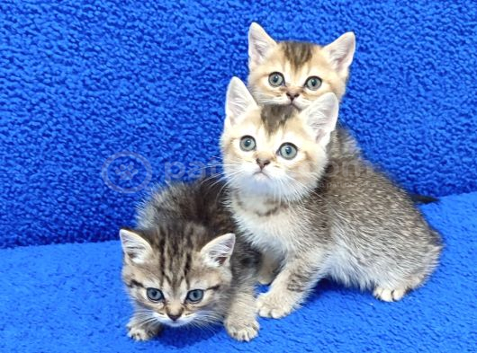Golden Taby Ve Black Golden Yavrular Tesli̇me Hazirdir