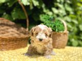 Sevimli Harika Güzellikte Maltipoo Yavrular