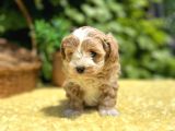 Sevimli Harika Güzellikte Maltipoo Yavrular