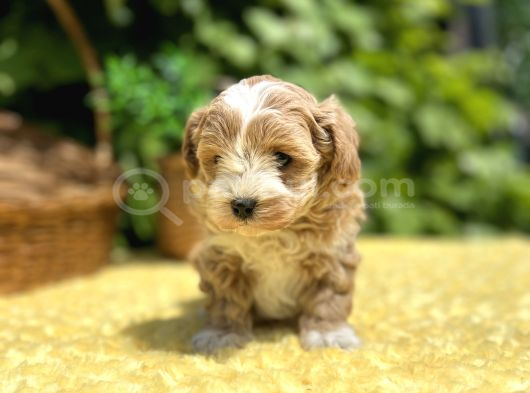 Sevimli Harika Güzellikte Maltipoo Yavrular görsel