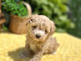 Sevimli Harika Güzellikte Maltipoo Yavrular
