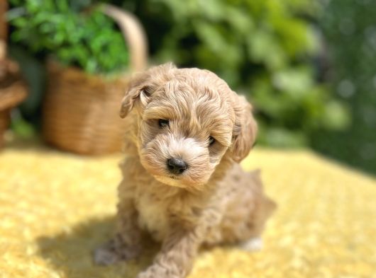 Sevimli Harika Güzellikte Maltipoo Yavrular görsel