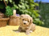 Sevimli Harika Güzellikte Maltipoo Yavrular