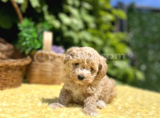 Sevimli Harika Güzellikte Maltipoo Yavrular görsel