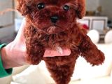 Safkan Mini Boy Kore Red Poodle Bebekler Hazır