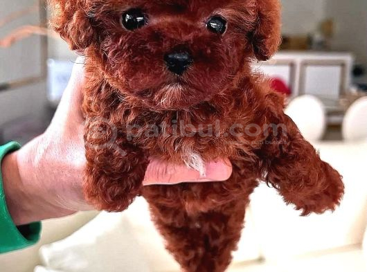 Safkan Mini Boy Kore Red Poodle Bebekler Hazır görsel