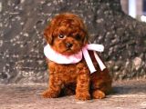 Safkan Mini Boy Kore Red Poodle Bebekler Hazır