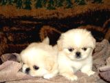 Safkan Mini Şekeryüzlü Pekines Bebekleri Hazır