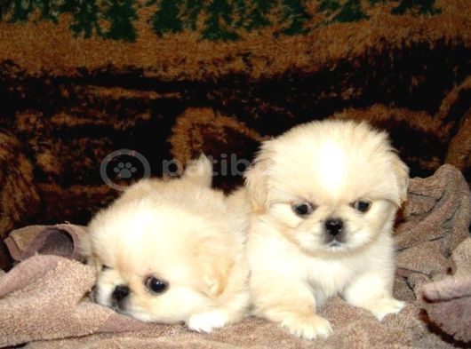 Safkan Mini Şekeryüzlü Pekines Bebekleri Hazır görsel
