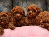 Safkan Mini Boy Kore Red Poodle Bebekler Hazır