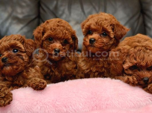 Safkan Mini Boy Kore Red Poodle Bebekler Hazır görsel