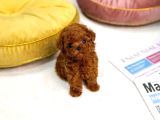 Safkan Mini Boy Kore Red Poodle Bebekler Hazır