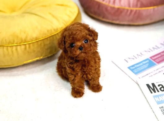 Safkan Mini Boy Kore Red Poodle Bebekler Hazır görsel