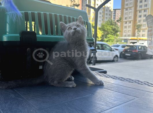 Çok Güzel Oyuncu British Shorthair Yavrumuz görsel