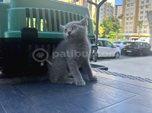 Çok Güzel Oyuncu British Shorthair Yavrumuz