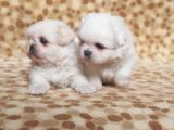 Safkan Mini Şekeryüzlü Pekines Bebekleri Hazır