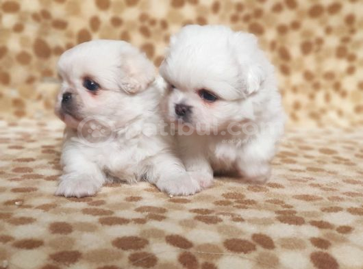 Safkan Mini Şekeryüzlü Pekines Bebekleri Hazır görsel