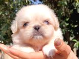 Safkan Mini Şekeryüzlü Pekines Bebekleri Hazır