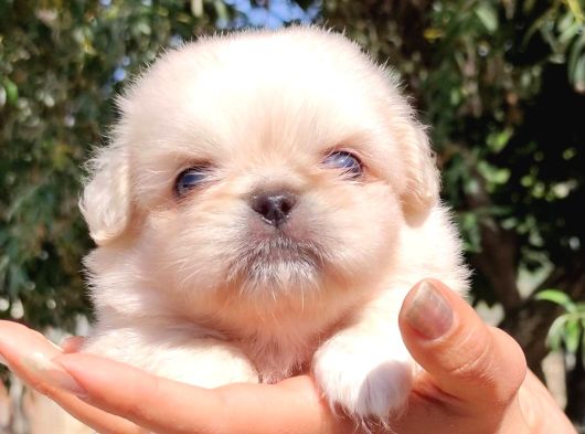 Safkan Mini Şekeryüzlü Pekines Bebekleri Hazır görsel