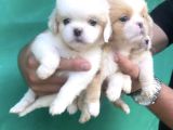 Safkan Mini Şekeryüzlü Pekines Bebekleri Hazır