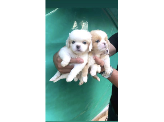 Safkan Mini Şekeryüzlü Pekines Bebekleri Hazır görsel