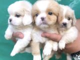 Safkan Mini Şekeryüzlü Pekines Bebekleri Hazır