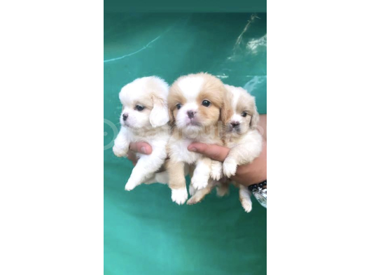 Safkan Mini Şekeryüzlü Pekines Bebekleri Hazır