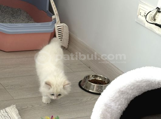 15 Bin- British Shorthair-Erkek İstanbul görsel