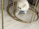 15 Bin- British Shorthair-Erkek İstanbul